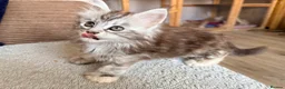 Maine Coon cats for sale: Two registered mainecoon kittens (1 poly)  - Advert 28