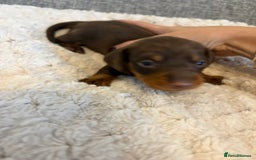 Dachshund dogs for sale: Stunning Chocolate & Cream puppies  - Image 6