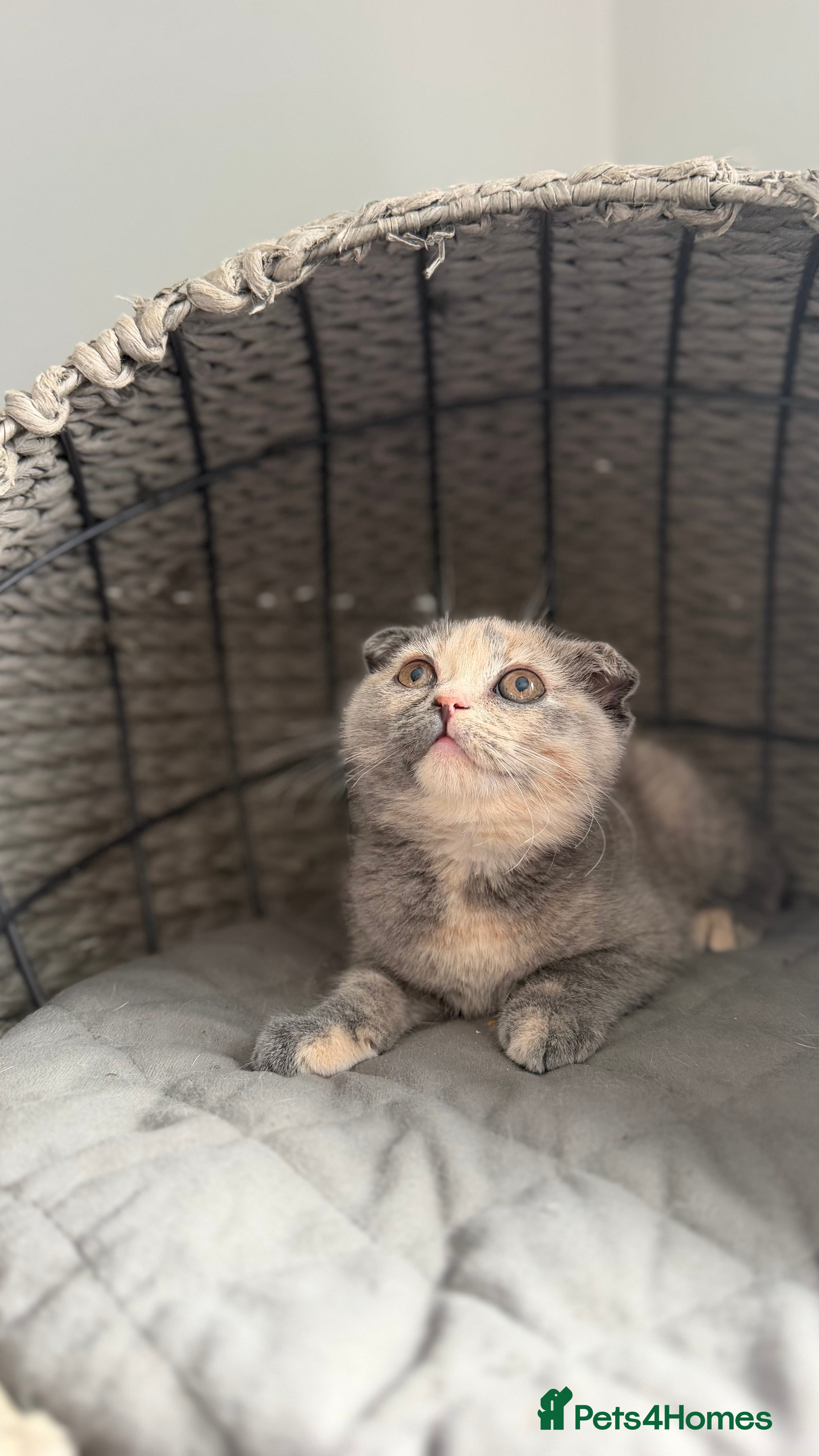 Scottish Fold cats for sale: Sweet Scottish fold girl for best family  - Advert 1
