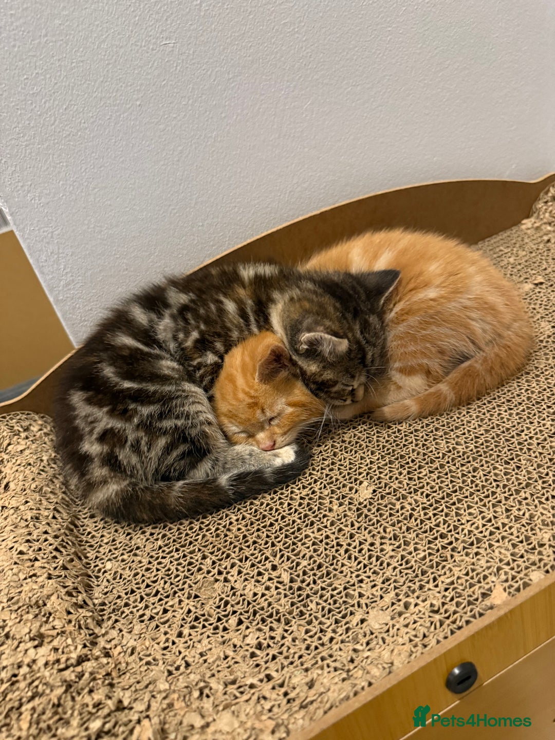 British Shorthair cats for sale: Gorgeous kittens  - Advert 5