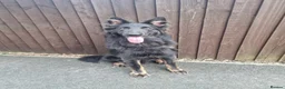 German Shepherd dogs for stud: PROVEN KC REG STRAIGHT BACK BLUE BICOLOUR in Redditch - Advert 3
