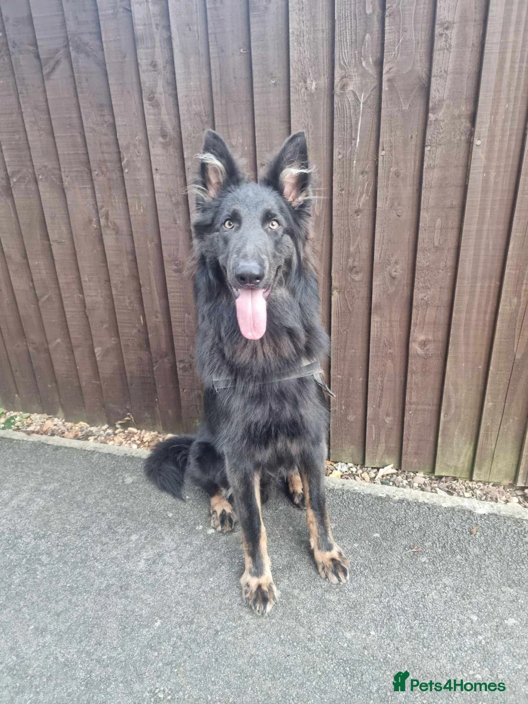 German Shepherd dogs for stud: PROVEN KC REG STRAIGHT BACK BLUE BICOLOUR in Redditch - Advert 3