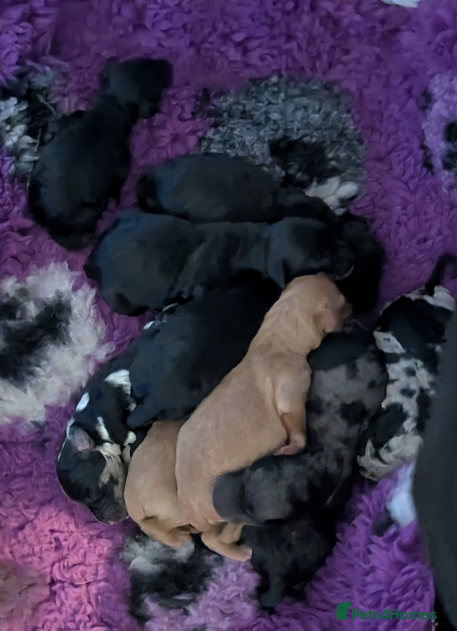 Labradoodle dogs for sale: Unique Labradoodles - Merle, Phantom, Black, Red - Advert 17