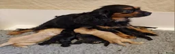 Cavapoo dogs for sale: Stunning Black and Tan Cavapoo puppies - Advert 12