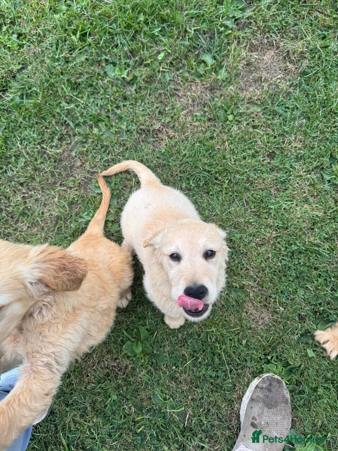 Golden Retriever dogs for sale: Healthy well socialised calm KC puppies - Image 25