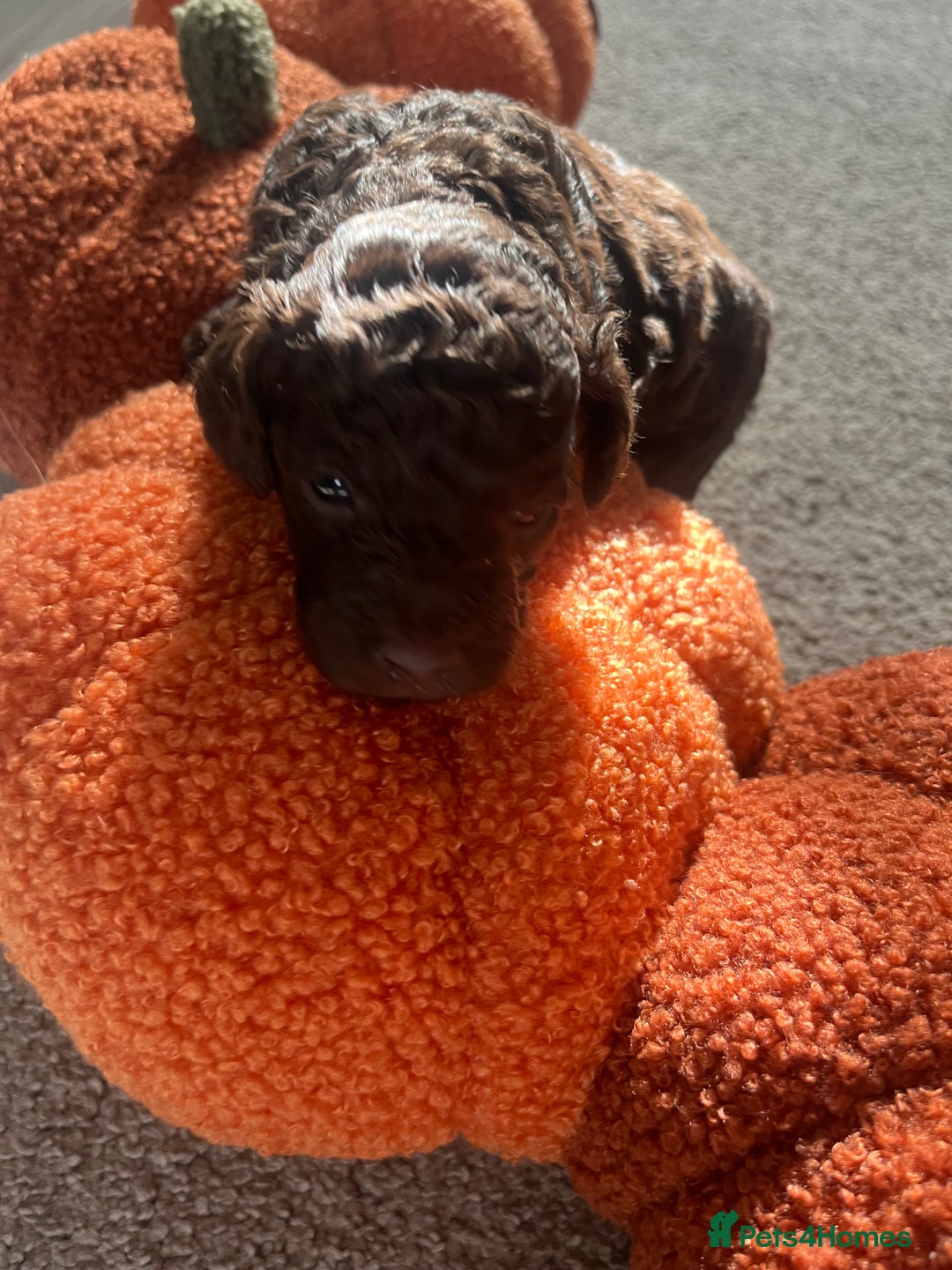 Cavapoo dogs for sale: Beautiful cavapoo puppies 🐾 - Image 2