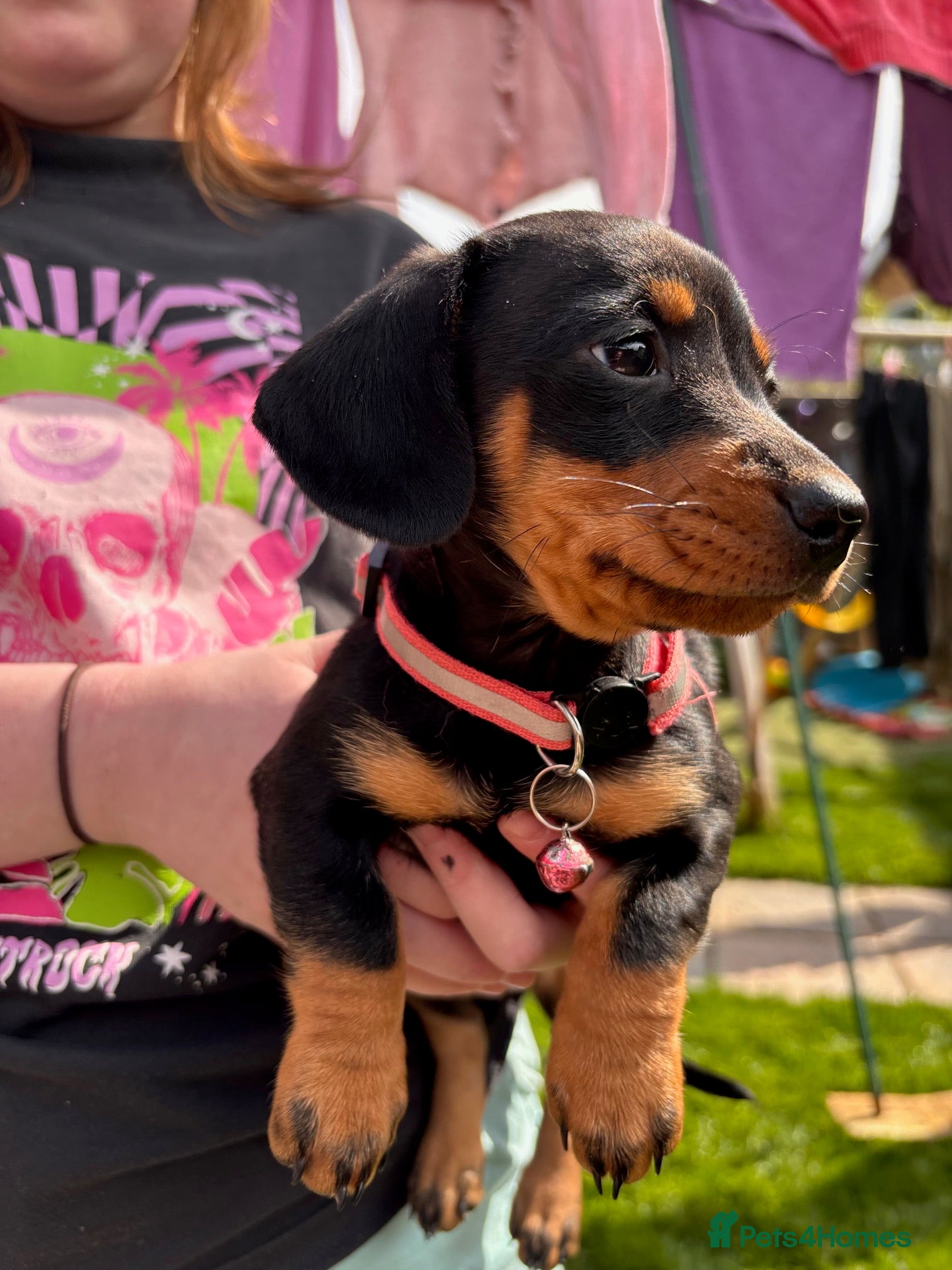 Mixed Breed dogs Beautiful Miniature Dachshund Girl  - Advert 1