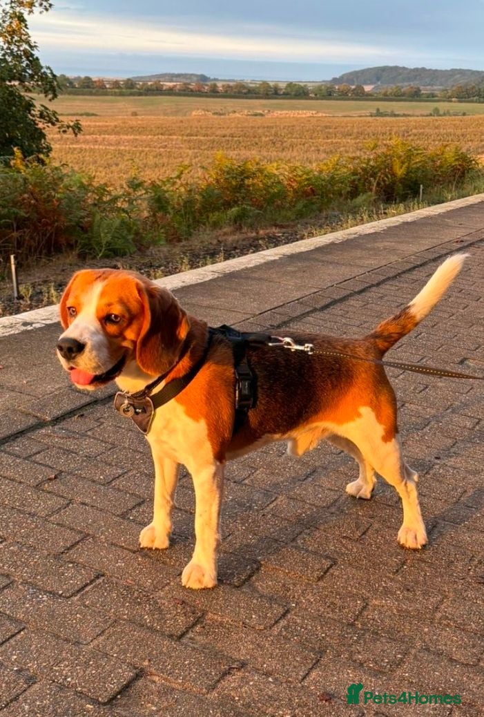 Beagle dogs Tri-Colour Beagle Available for Stud - Norwich - Advert 8