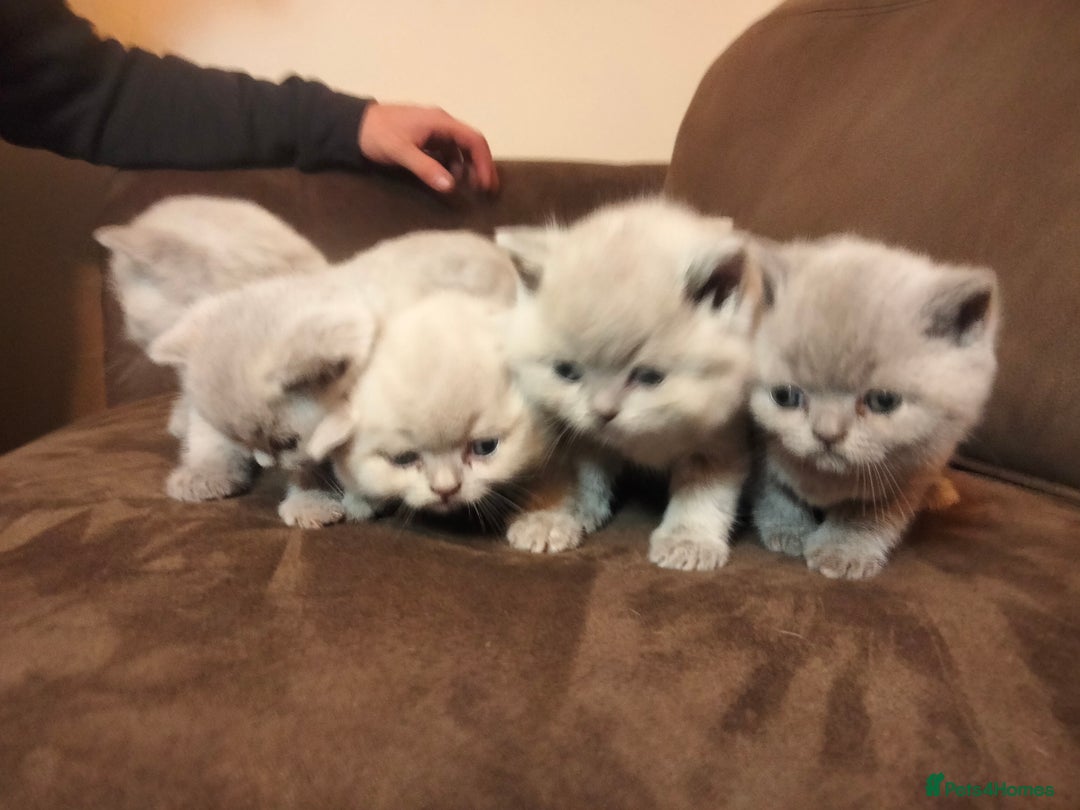 British Shorthair cats for sale: BSH lilac boys and girls, GCCF registered  - Image 8