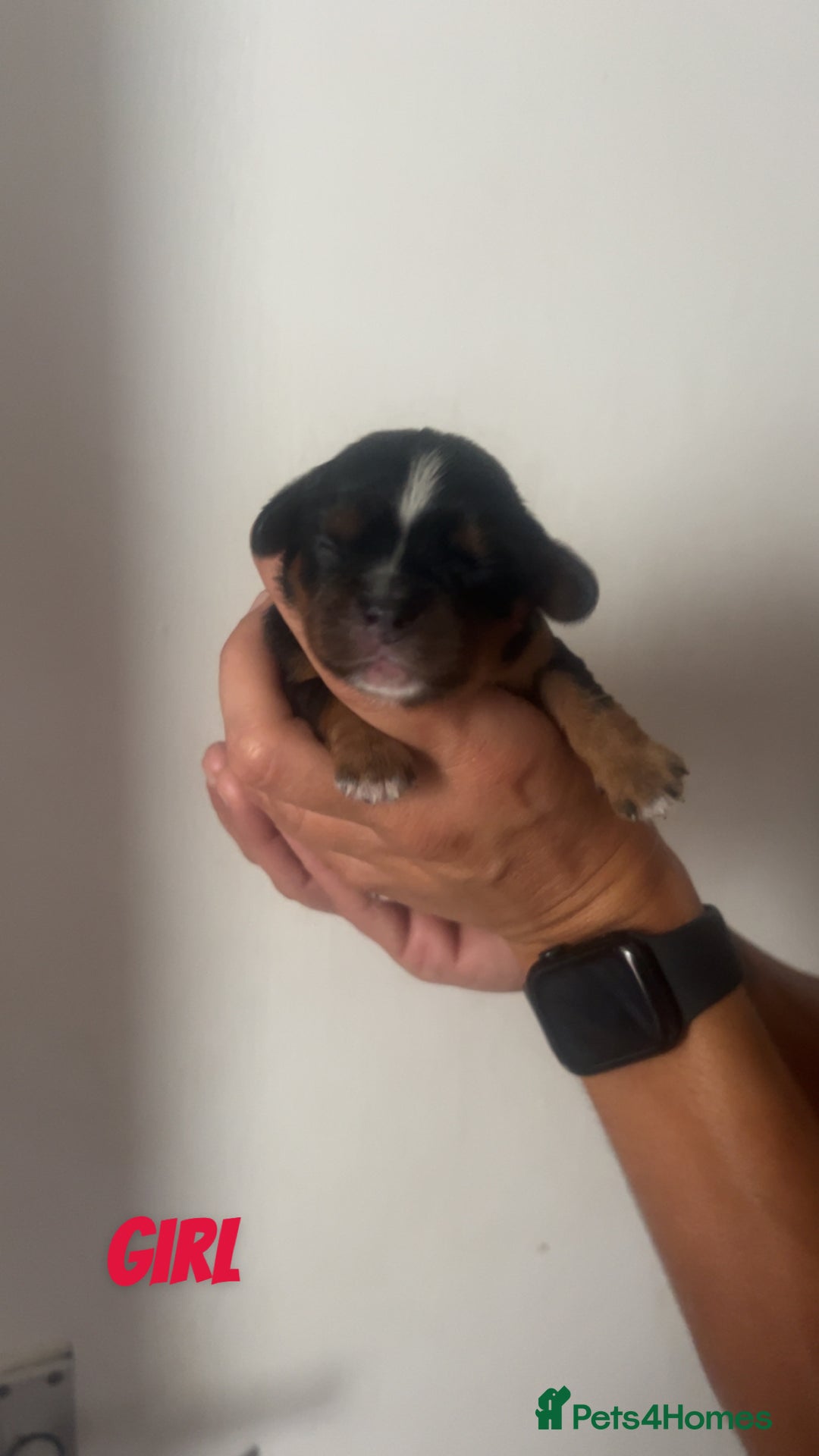 Cavalier King Charles Spaniel dogs for sale: Mixed colour Cavaliers  - Image 15
