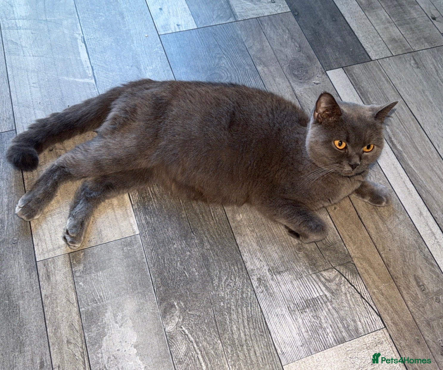 British Shorthair cats British short hair  - Advert 6