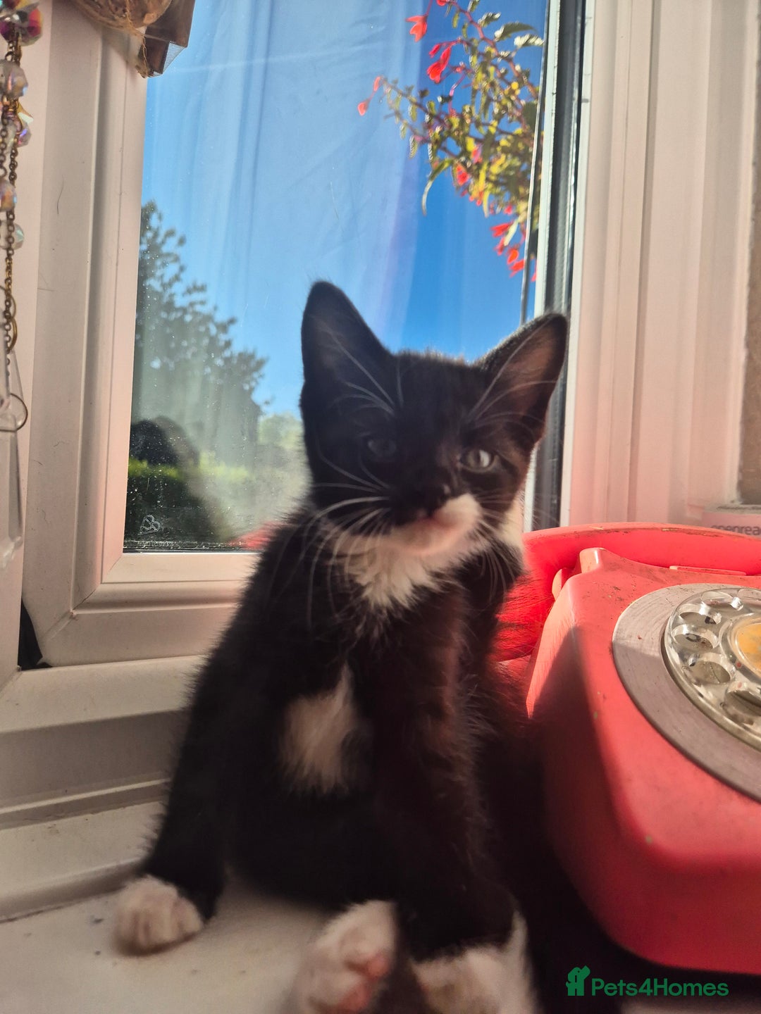Mixed Breed cats for sale: Black and white kittens - Image 8