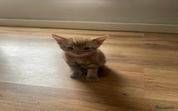 Domestic Shorthair cats for sale: 3 Gorgeous Male Kittens ready for their new home  - Image 2