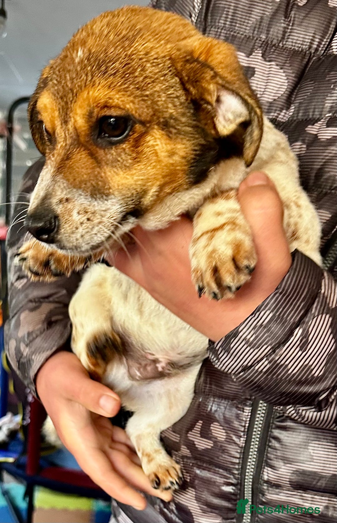 Jack Russell dogs for sale: Kennel Club Registered Jack Russell Terrier Pups - Image 17