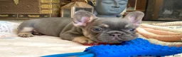 French Bulldog dogs for sale: 2 LEFT!! TOP QUALITY FRENCH BULLDOG PUPPIES - Advert 37