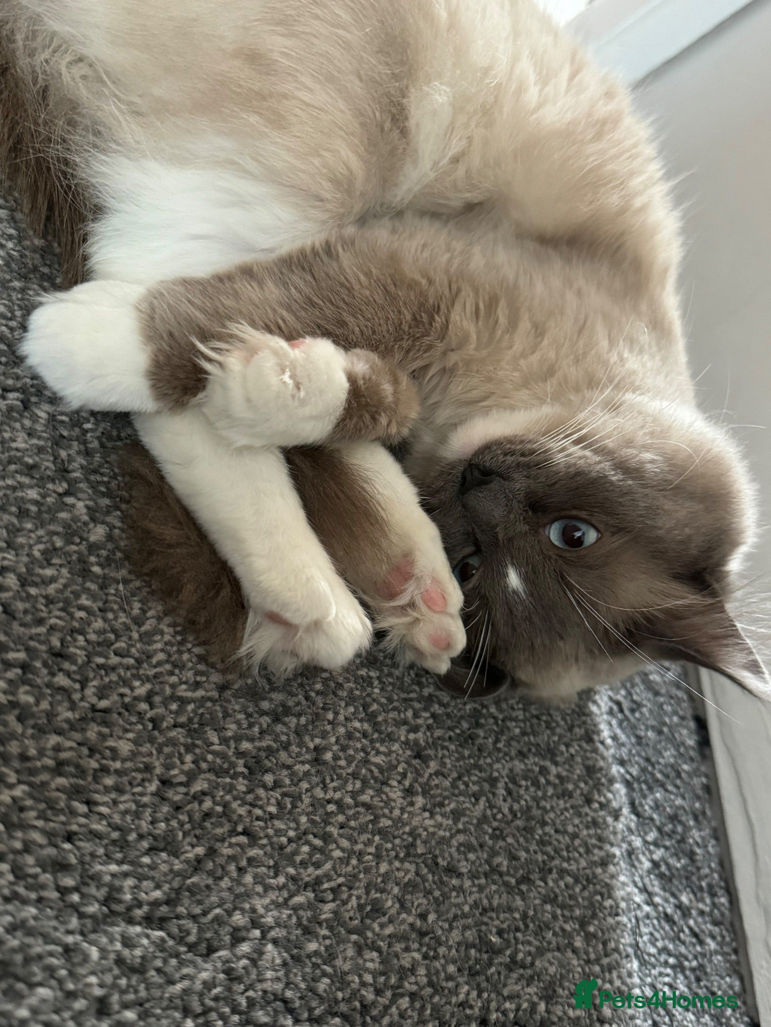 Ragdoll cats 3 year old ragdoll  - Advert 1