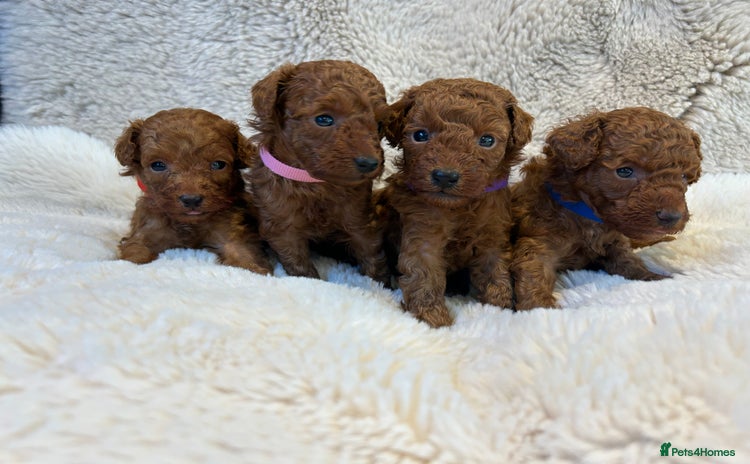 Toy Poodle dogs - Advert 5