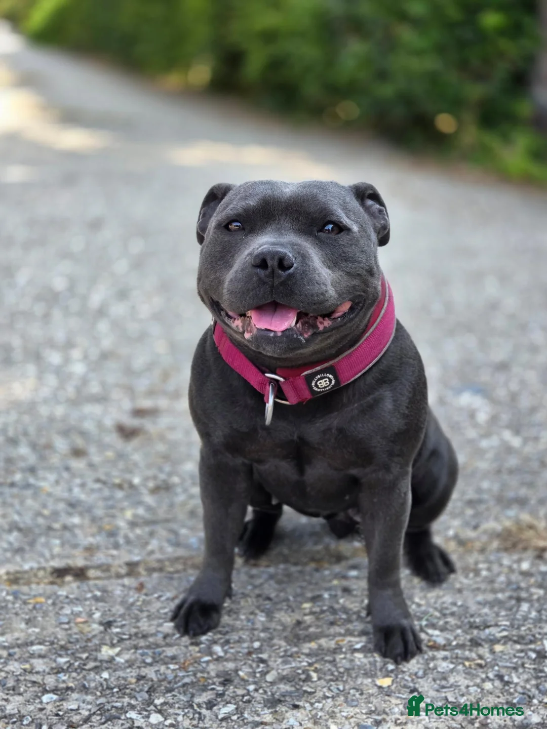 Staffordshire Bull Terrier dogs for sale: 2 Year Old Female Staffy Looking For A New Home - Advert 1