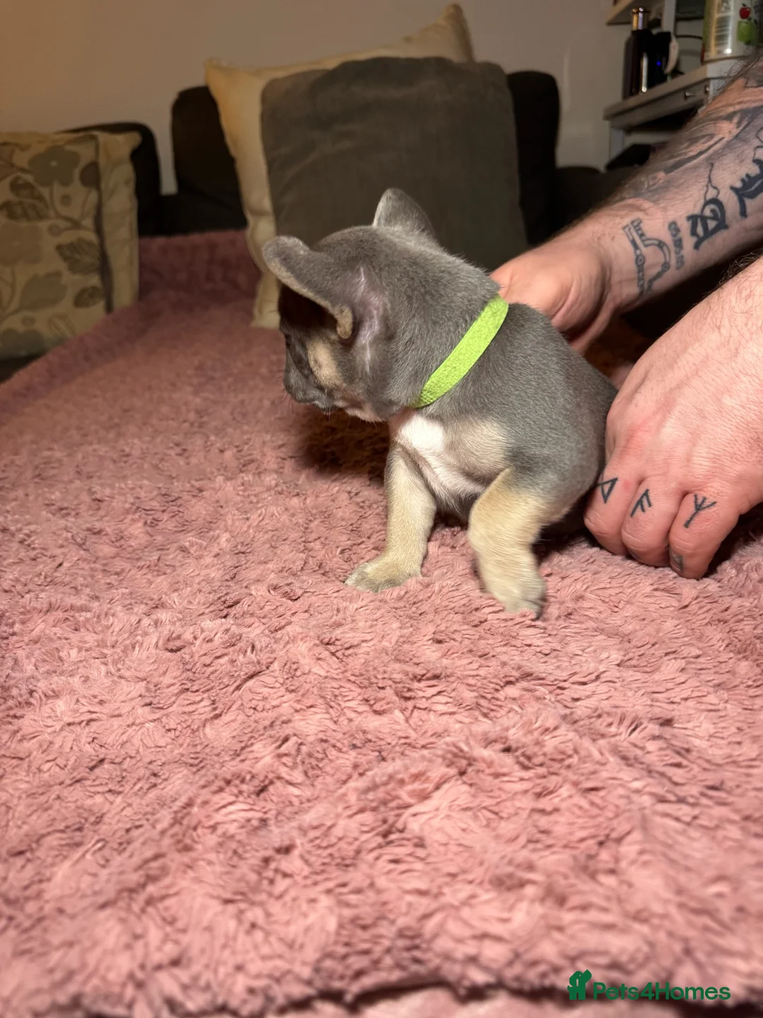 French Bulldog dogs for sale: French Bulldog puppies for sale 1 LEFT  - Advert 18
