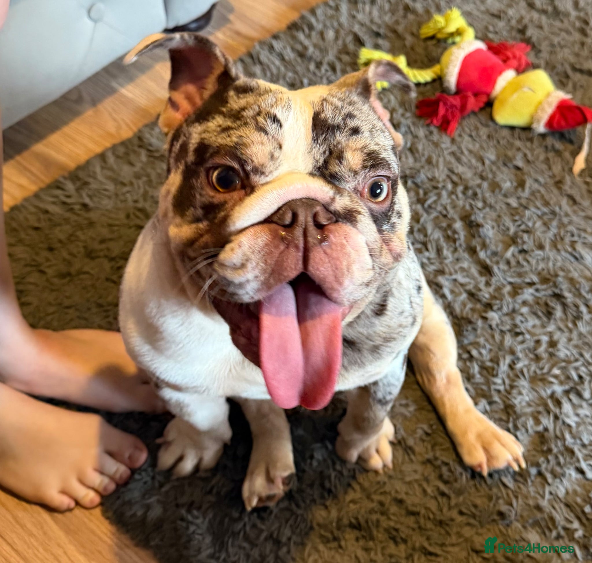 English Bulldog dogs Stunning MERLE bitch 1 year old 💫  - Advert 4