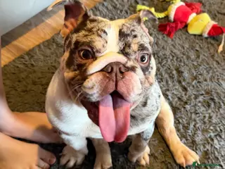 English Bulldog dogs Stunning MERLE bitch 1 year old 💫 - Advert 4