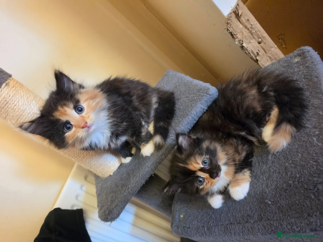 Mixed Breed cats for sale: 3 beautiful kittens - Advert 1