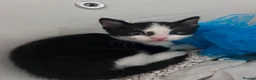 Mixed Breed cats for sale: Kittens for sale  - Advert 5