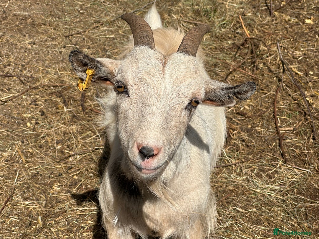 Goats livestock for sale: 2 MALE PYGMY GOATS FREE TO GOOD HOME - Image 7
