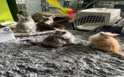 Maine Coon cats for sale: TICA registered Maine coon kittens  - Image 13