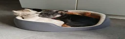 French Bulldog dogs for sale: Fluffy French Bulldog. ONLY 1 LEFT - Advert 3