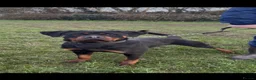 Rottweiler dogs for sale: German Rottweiler Puppies due 9/6 - Advert 6