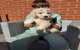 Goldendoodle dogs for sale: 1 girl remaining stunning f1 mini Goldendoodles  - Image 1