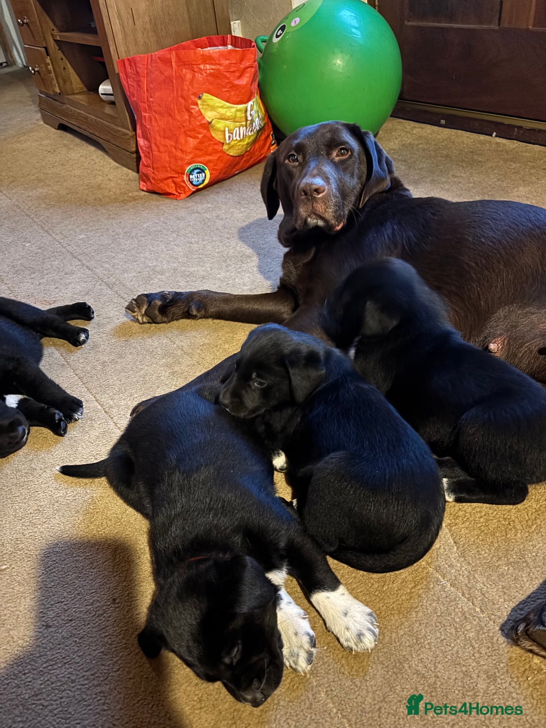 Borador dogs for sale: Pups - Labrador x Collie  - Advert 9