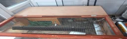 Tortoise reptiles for sale: Hermann tortoise 7 years old  in Alton - Advert 5