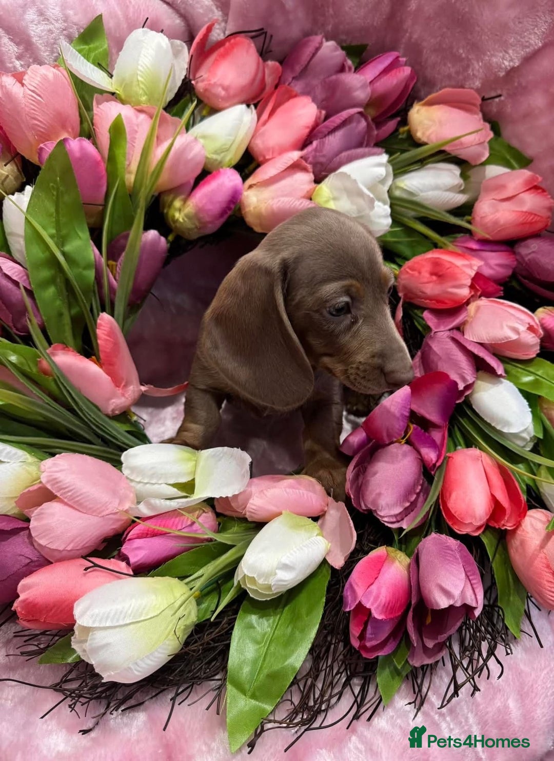 Miniature Dachshund dogs for sale: Miniature dachshunds - Advert 22