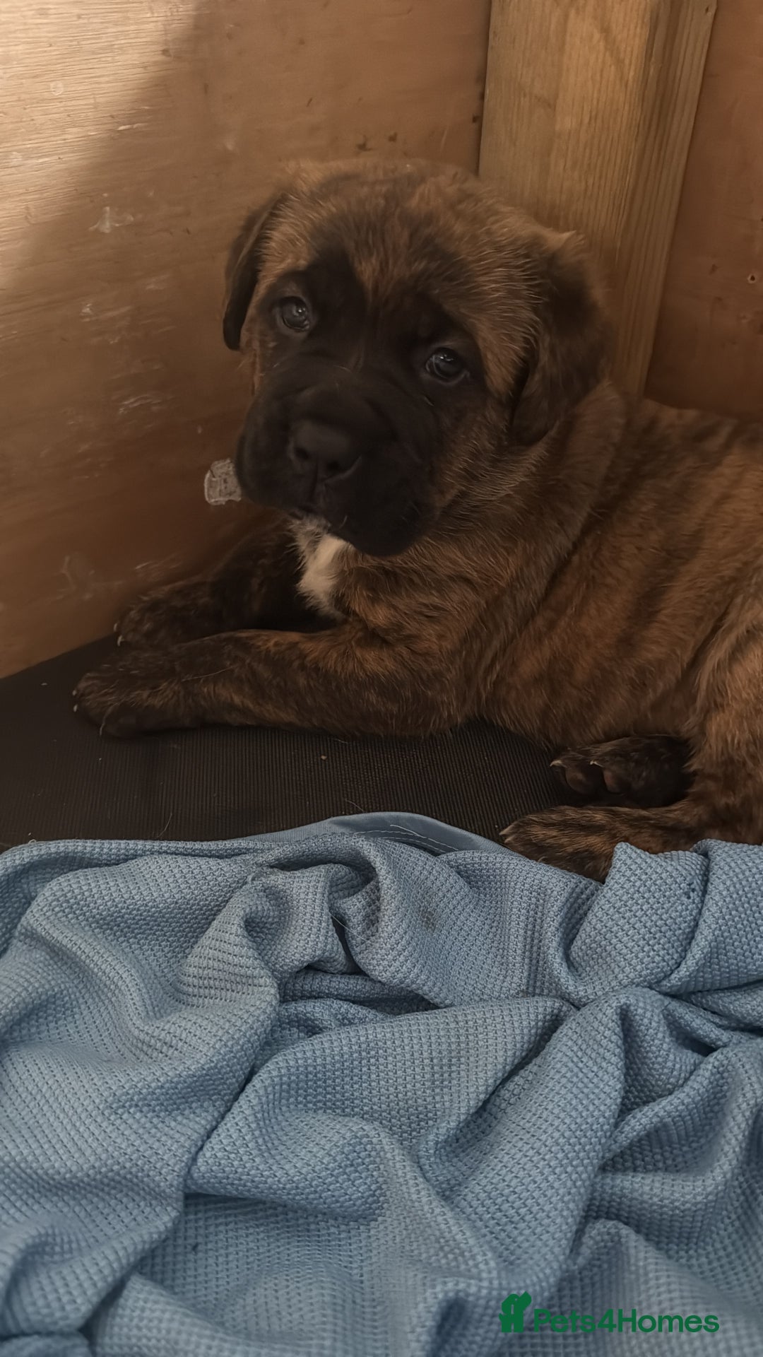 Mixed Breed dogs for sale: Mastiff cross puppy  - Advert 5