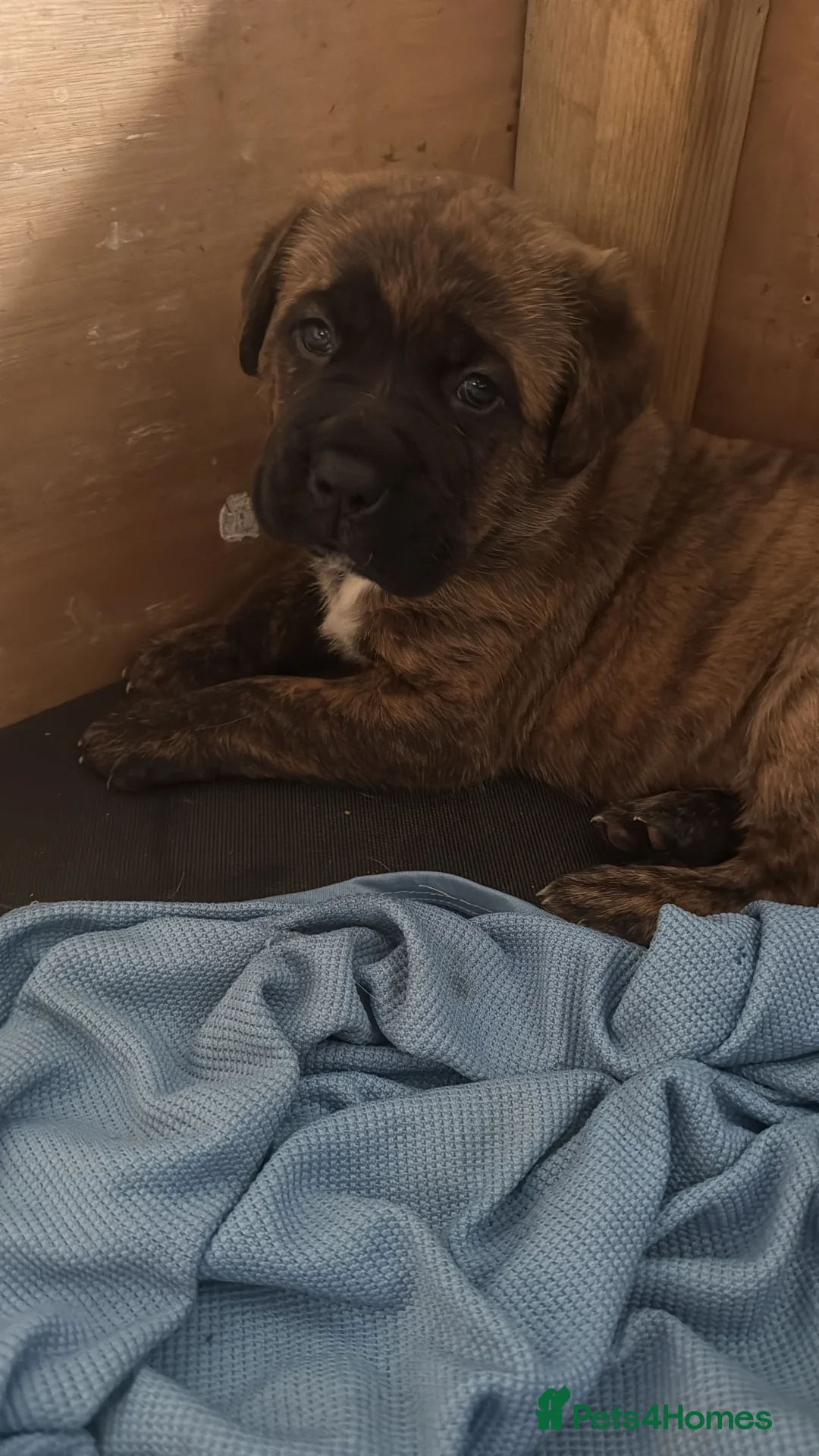 Mixed Breed dogs for sale: Mastiff cross puppy  - Advert 5