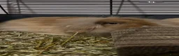 Mini Lion Lop rabbits for sale: Lion lop bunny  - Advert 4