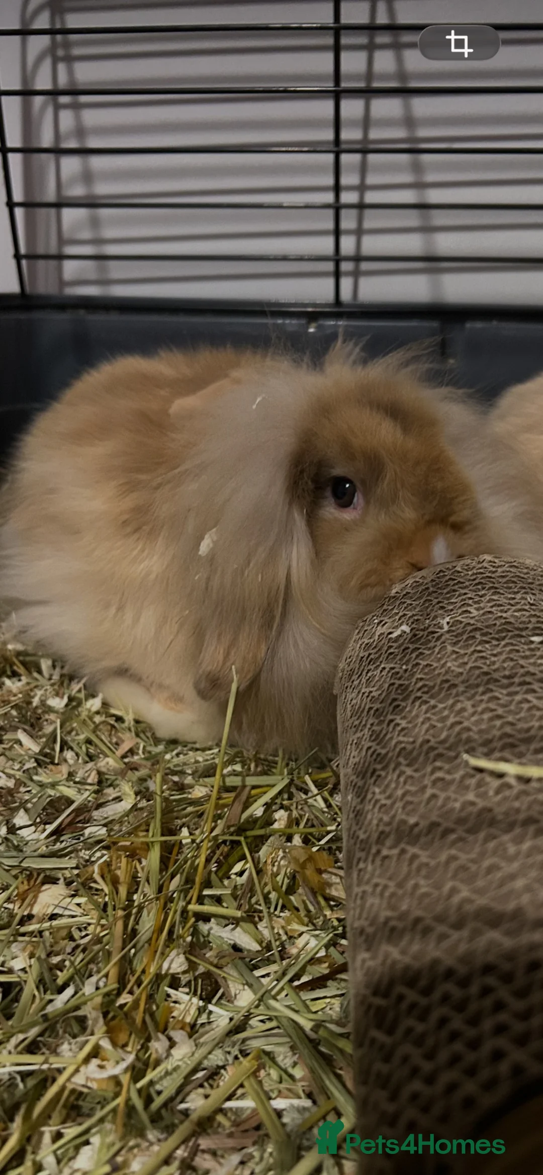 Mini Lion Lop rabbits for sale: Lion lop bunny  - Advert 4