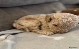 Labradoodle dogs for sale: Miniature Labradoodle puppies - Image 16