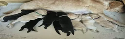 Labrador Retriever dogs for sale: Gorgeous KC registered Labrador puppies  - Advert 1