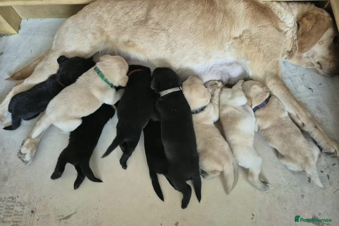 Labrador Retriever dogs for sale: Gorgeous KC registered Labrador puppies  - Advert 1