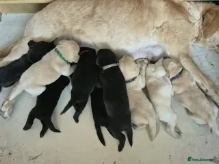 Labrador Retriever dogs Gorgeous KC registered Labrador puppies - Advert 1