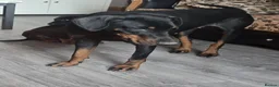 Dobermann dogs for sale: Traditional bred doberman pups for sale - Advert 7