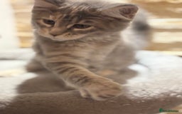 Maine Coon cats for sale: Pure blood Maine coon kittens  - Image 11