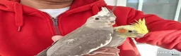 Cockatiels birds for sale: Super silly hand tamed baby cockatiel - Advert 5