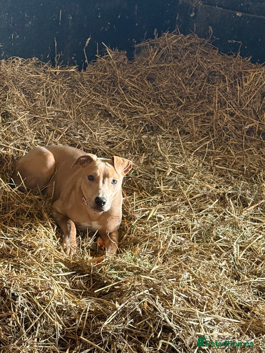 Mixed Breed dogs for sale: Betsy  - Advert 2