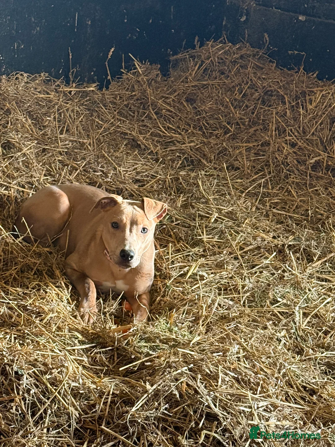 Mixed Breed dogs for sale: Betsy  - Advert 2