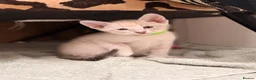Siamese cats for sale: 🐾 Siamese kittens for sale 🐾 in Radstock - Advert 23