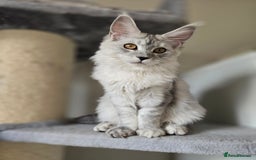 Maine Coon cats for sale: Maine Coon kittens  - Image 5